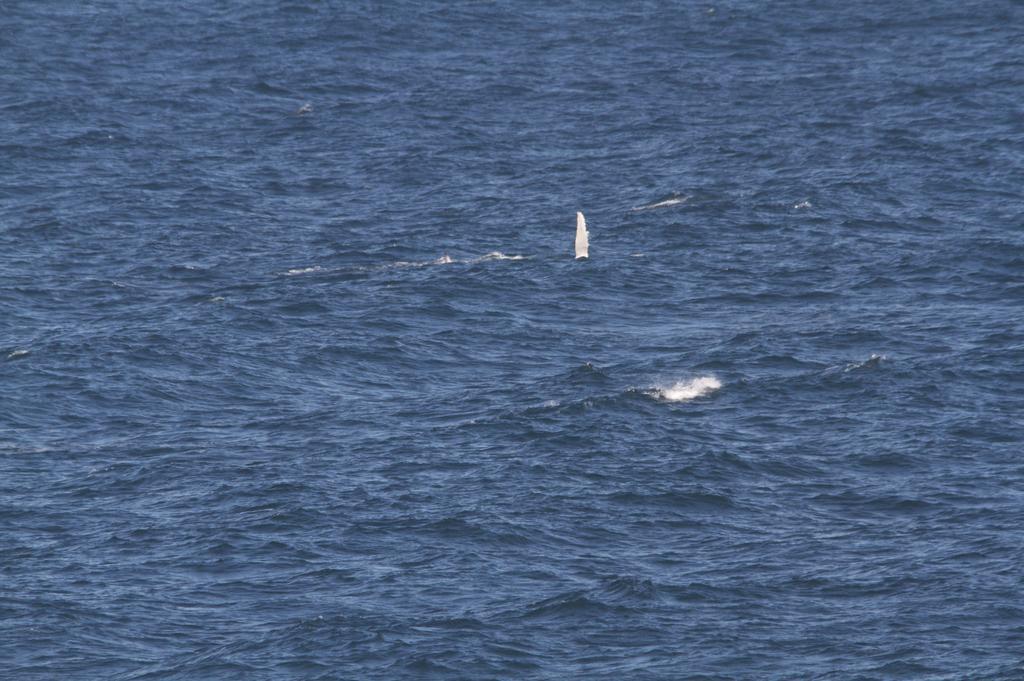 Sea Whispers Bed and Breakfast Kiama Εξωτερικό φωτογραφία